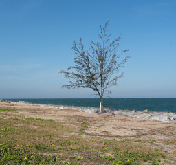 Peaceful nature landscape showing solitary tree standing on rocky coast near blue ocean and clear sky creating tranquil summer atmosphere