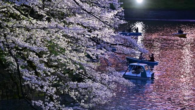  夜の皇居、お堀の桜　ボートに乗ってを楽しむ人々　千鳥ヶ淵　東京　日本/Imperial Palace at night, cherry blossoms on the moat, people enjoying boat rides, Chidorigafuchi, Tokyo, Japan