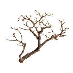 Fototapeta premium Gnarled dry tree branch with intricate network of thin twigs on black wood