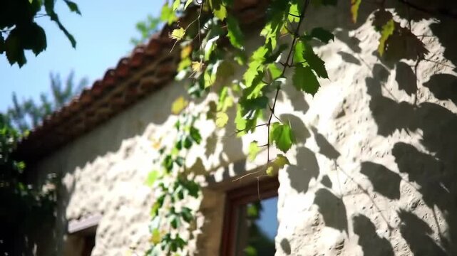 Sunlit stone building with green vine leaves on a bright day, architecture.