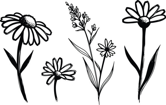 black and white illustration of various daisies and wildflowers with leaves