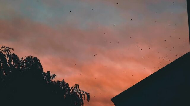 Dramatic orange clouds at sunset with swallows flying above homes and treetops