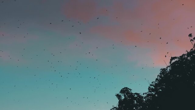 Swallows flying across a beautiful evening scene with blue and orange hues as a tree sways in he breeze