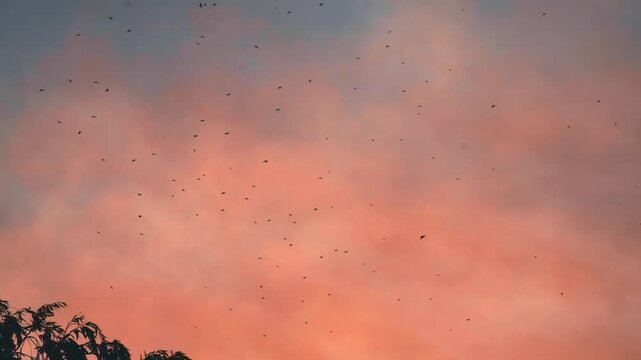 A dramatic orange sky with fluffy clouds at sunset and swallows flying above the treetops