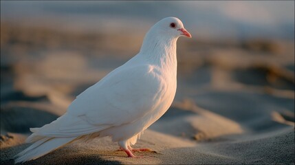 White dove standing on sandy beach at golden hour, peaceful wildlife portrait for faith and hope themes, symbolic scene for Easter and memorial messages