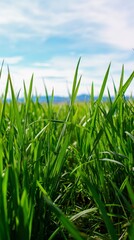Obraz premium ryegrass,pastoral,breeze,countryside,meadow,rural,calm,peaceful,landscape,sky,grass,farm,field,outdoor,waving,nature,blue,plants,green,horizon 