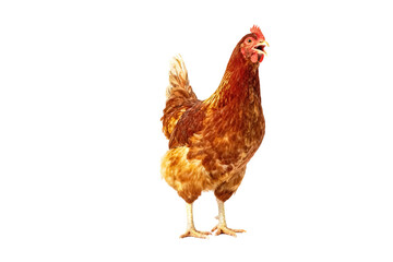 Fototapeta premium Red-Brown Hen Standing in Isolated White Background