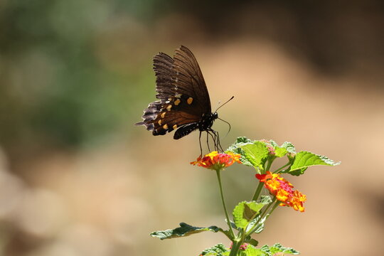 Pipevine Swallowtail  Battus philenor, resting on flower.