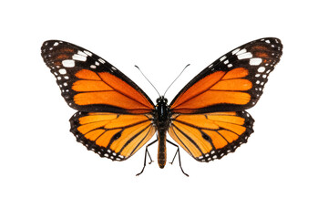 Obraz premium Monarch Butterfly with Open Wings Isolated on White