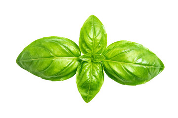 Fototapeta premium Fresh Basil Leaves on White Background