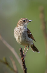 Small brown bird with white belly perched on thin tree branch. Side profile view shows delicate features and striped wings. Soft green background blurs focus on feathered creature in natural habitat.
