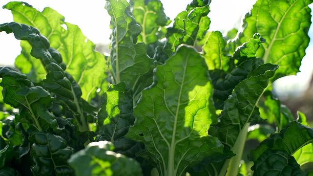 Close-up of fresh green Swiss chard leaves growing in garden, healthy vegetable.