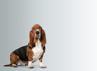 Head shot of cute smart dog sitting and posing