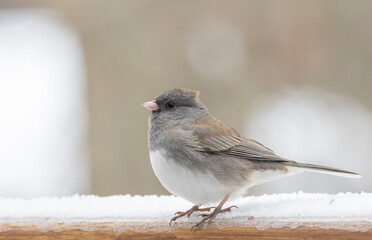 Dark-eyed junco 