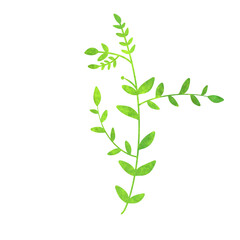 Obraz premium Leaf Element Illustration Watercolor 