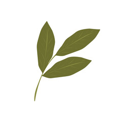 Fototapeta premium Bay leaf illustration. Bay leaf spice. Bay leaf aroma. Green bay leaf vector