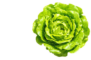 Fototapeta premium Fresh Green Lettuce Head Isolated on White Background