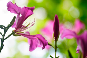 Delicate Pink Flowers Against a Soft Green Bokeh Background