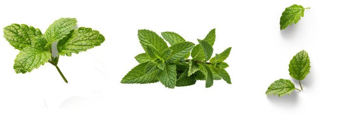 fresh vibrant green mint leaves on a pristine transparent background, showcasing natural herb for culinary and aromatic uses. © Shani