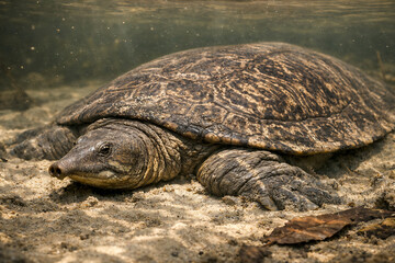 Fototapeta premium Asian Softshell Turtle in Natural Freshwater Habitat Documentary Wildlife Photography