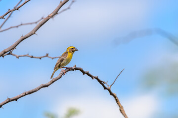 A baya weaver (Ploceus philippinus) perches on a thorny branch against a blue sky background in its dry lowlands habitat