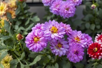 Vibrant close up of purple dahlia flower blooming in summer garden. beautiful botanical background features fresh green leaf and colorful blossom for cheerful view