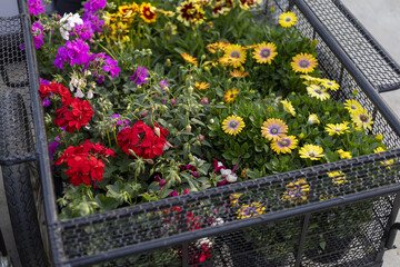 Fototapeta premium Cheerful, colorful garden flower assortment in black metal basket at nursery. vibrant, joyful mix of red, yellow, and purple bloom perfect for home planting and decoration