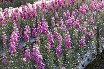 Obraz premium Vibrant field of beautiful pink linaria flowers blooming in serene nursery. green background shows garden with magenta and purple blossoms on lovely summer day