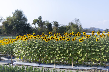 Fototapeta premium Peaceful sunflower field in nature during bright summer day. Beautiful agriculture farm with rows of yellow flower plants creating vibrant, happy landscape scene