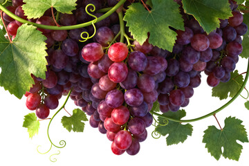 Ripe Red Grapes with Green Leaves and Vines