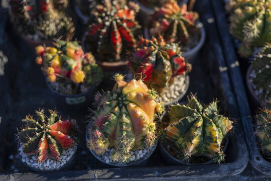 Vibrant and beautiful collection of colorful moon cactus succulent plant in small pot at garden nursery. unique red and yellow flora show natural beauty and wonder
