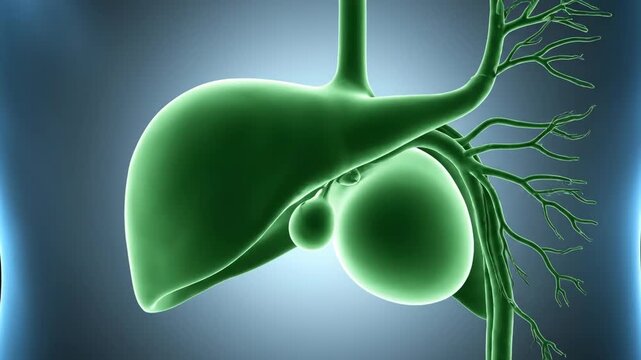 3D Medical Visualization of Human Gallbladder and Bile Ducts with Rotation