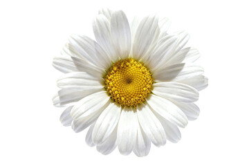 Obraz premium White Daisy Flower with Yellow Center