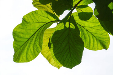 Green leaves on a green background. beautiful attractive nature view of green leaf on blurred greenery background using as background natural green plants landscape, ecology, fresh cover page concept.