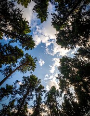 A low-angle shot of tall trees against a cloudy sky