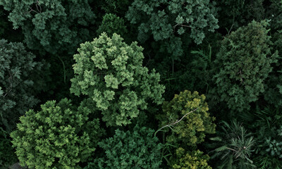 A Vibrant Forest Canopy