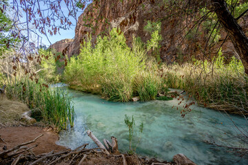 A stream of water is flowing through a forest