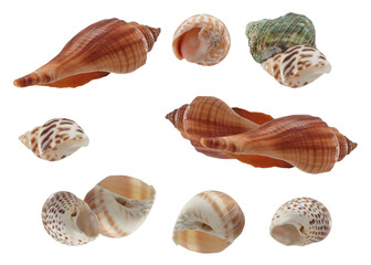assortment of seashells in various shapes and colors