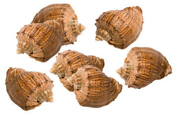 collection of seven seashells photographed against a transparent background, ideal for coastal decor and marine life enthusiasts.