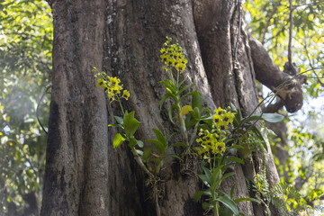 Obraz premium Beautiful cluster of wild yellow orchid flowers blooming serenely on large tree trunk in lush green forest, showcasing beauty of nature and symbiosis