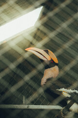 Obraz premium A close-up of a majestic Great Hornbill perched behind a wire mesh fence