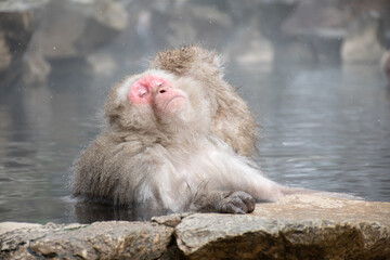 Fototapeta premium 地獄谷野猿公苑の温泉につかりながら毛繕いされてうとうとする野生のニホンザル snow monkey park