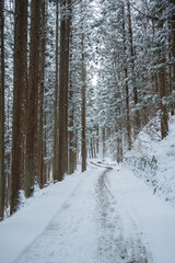 地獄谷へと続く杉木立の山道