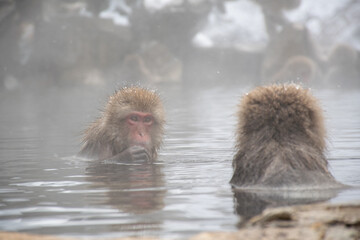 Obraz premium 地獄谷野猿公苑の温泉につかる野生のニホンザル snow monkey park
