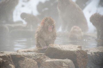 地獄谷野猿公苑の温泉上がりの野生の子猿　snow monkey park