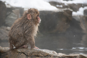 Fototapeta premium 地獄谷野猿公苑の温泉上がりの野生の子猿の横顔 snow monkey park