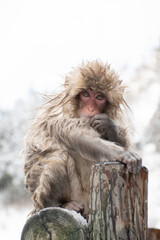 地獄谷野猿公苑の温泉上がりの若い野生のニホンザル　snow monkey park