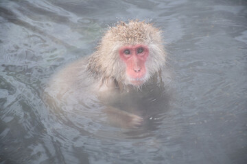 Fototapeta premium 地獄谷野猿公苑の温泉につかる野生のニホンザル snow monkey park