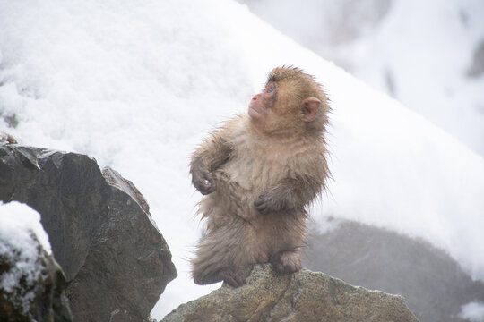 地獄谷野猿公苑の温泉上がりの野生の子猿　snow monkey park