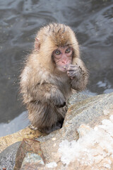 Fototapeta premium 地獄谷野猿公苑の温泉上がりの野生の子猿 snow monkey park